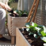 Qué plantar en un huerto urbano: todo lo que debes saber