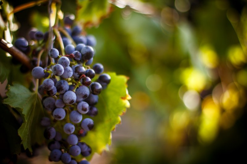Beneficios de la fruta uvas