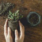 Los beneficios terapéuticos de cuidar las plantas